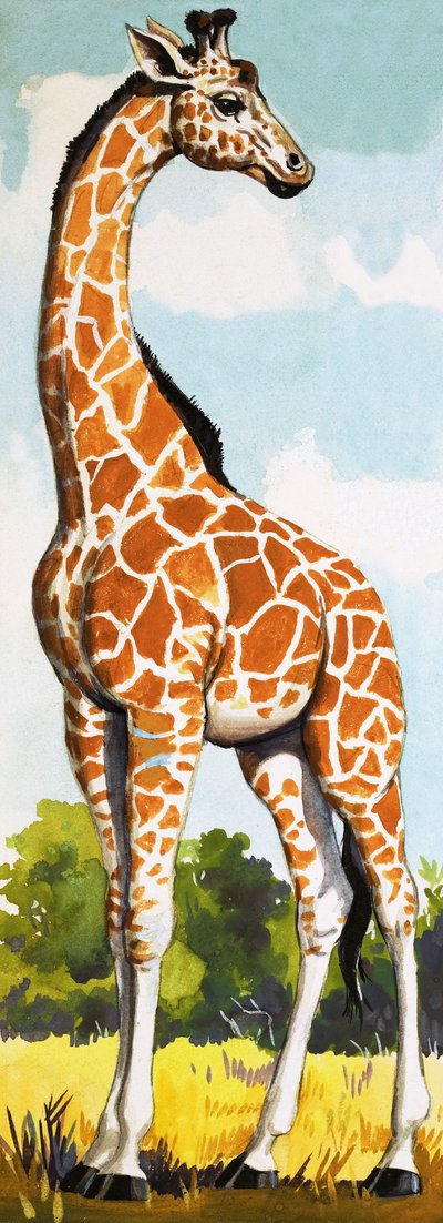 Giraffe von English School